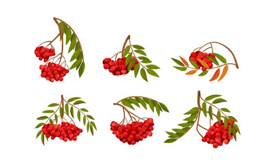 Clusters of Rowan Berries Hanging on Tree Branches with Green Leaves Vector Set
