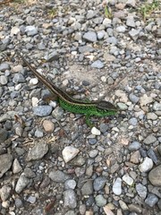 lizard on rock