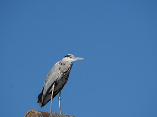 stork on a background of blue sky