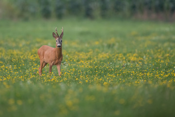 Roebuck - buck (Capreolus capreolus) Roe deer - goat