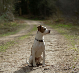 Danskl Svensk Gardhund