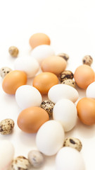 white and brown quail and chicken eggs on white background with plenty of space, copy space, laboratory for health and control, biological, hygienic examination cut out easter decoration..