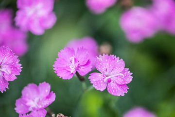 Fototapeta premium Gilliflower pink flower nature beauty
