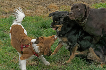 Hunde Kommunikation