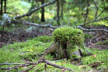 Old tree, stump covered with moss in a coniferous forest, beautiful landscape.