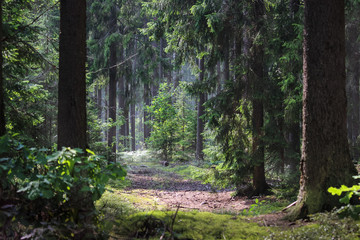 Forest path in the thicket of coniferous old forest