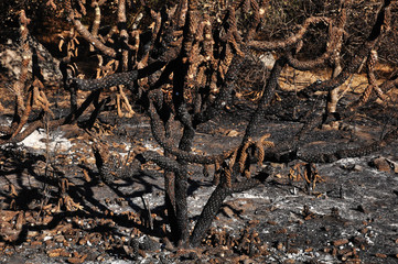After a wildfire in Ensenada, Mexico in Baja California.