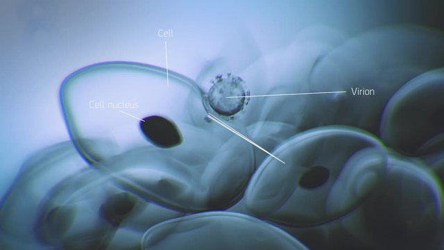 The infection cycle of coronavirus. Virus attacking a cell under microscope. Coronavirus propagation.