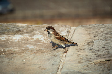 House sparrow (Passer domesticus) on Barcelona.
