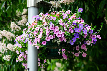 Large group of Petunia axillaris light pink and purple flowers in a pot, with blurred background in a garden in a sunny spring day