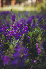 Fototapeta premium Campo de flores roxas 2