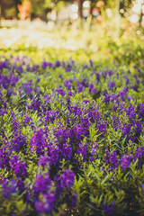 Obraz premium Campo de flores roxas 1