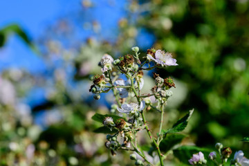 Many delicate small green fruits on large blackberry bush in direct sunlight towards clear blue sky, in a garden in a sunny summer day, beautiful outdoor floral background photographed with soft focus