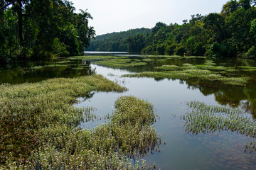 India, Goa - January 2 2020 - An Indian pond