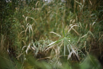 Reed grass grow on the pond in cloudy day