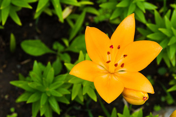 Lily flowers.