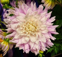 Swan Island Dahlias