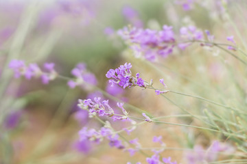 Blurred nature scene Lavender flowers beautiful nature scene field in sunlight Lavender floral background