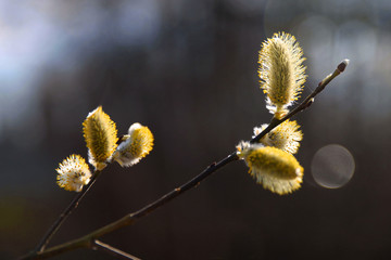 Fototapeta premium Blooming willow branch in the spring forest, blurred background