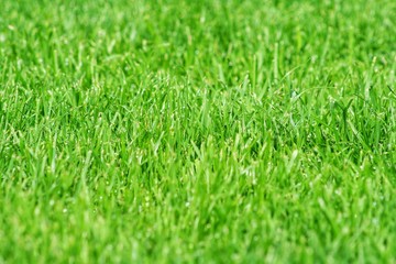 closeup green grass natural background texture.  Lawn for the background.