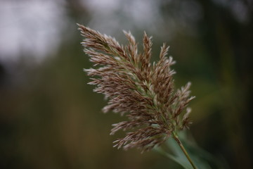 Reed grass grow, closeup in cloudy day