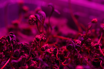 Fototapeta na wymiar Seeds sprouting in artificial light. Microgreens growing for healthy nutrition close up