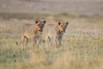 Fototapeta na wymiar Lioness, female lion in the wilderness of Africa