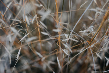 Fototapeta premium grass