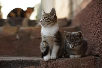 two lovely kittens are sitting on the stone steps