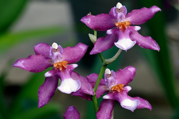 Close-up of the blooming flower of the orchid phalaenopsis.