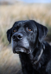 Labrador