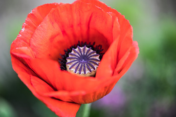 Beautiful Poppie Poppy Flower red purple macro