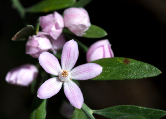 Pink flower in the forest, Australia