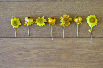 Getrocknete gelbe Bl&uuml;ten