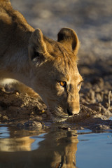 Lion cub, baby lions in the wilderness of Africa