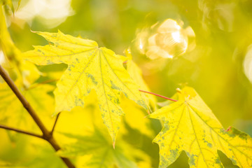 Autumn background with yellow maple leaves, selective art focus
