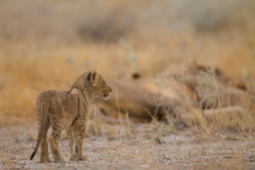 Lion cub, baby lions in the wilderness of Africa