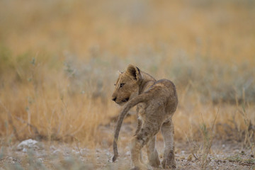 Lion cub, baby lions in the wilderness of Africa