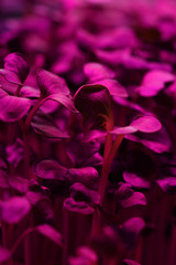 Vegetable greens growing in artificial light texture background. Microgreens for healthy nutrition concept
