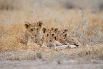 Lion cub, baby lions in the wilderness of Africa