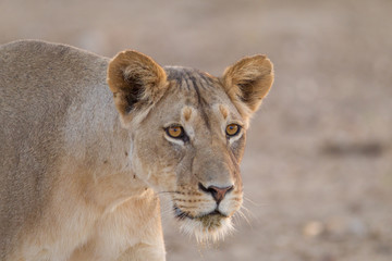 Lioness, female lion in the wilderness of Africa