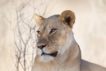 Lioness, female lion in the wilderness of Africa