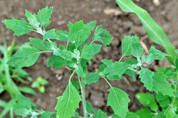 In nature, the grows quinoa (Chenopodium)