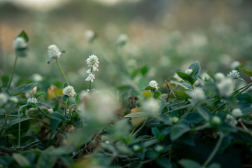 Beautiful small white flowers close up, with shallow depth of field.