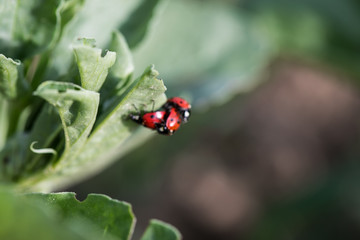 Tripple red Ladybugs together on leaf