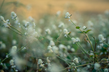 Beautiful small white flowers close up, with shallow depth of field.