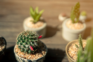 Many beautiful small cactus plants that receive sunlight in the morning. And waiting for watering Continue to take care of them, selective focus , copy space