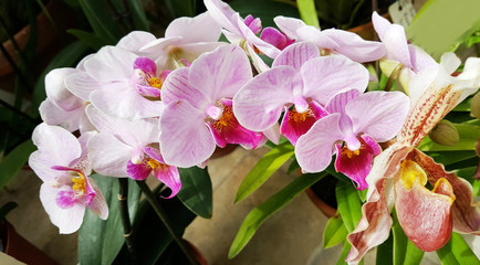 Close up of a Pink Orchid Flowers