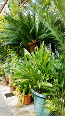 Green Plants Planted in  Botanical Garden