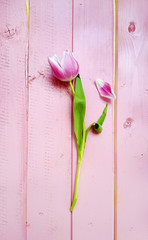 Pink Tulips on a Pink  Wooden Background 